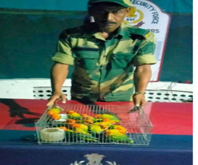 भारत-बांग्लादेश सीमा के पास बीएसएफ द्वारा जब्त पक्षी।