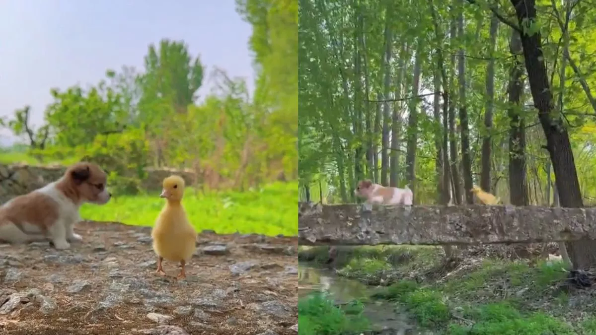 Viral Video : डॉग और डक की जुगलबंदी देख आप भी हो जाएंगे भावुक, दोनों की मस्ती ने लूटा लोगों का दिल