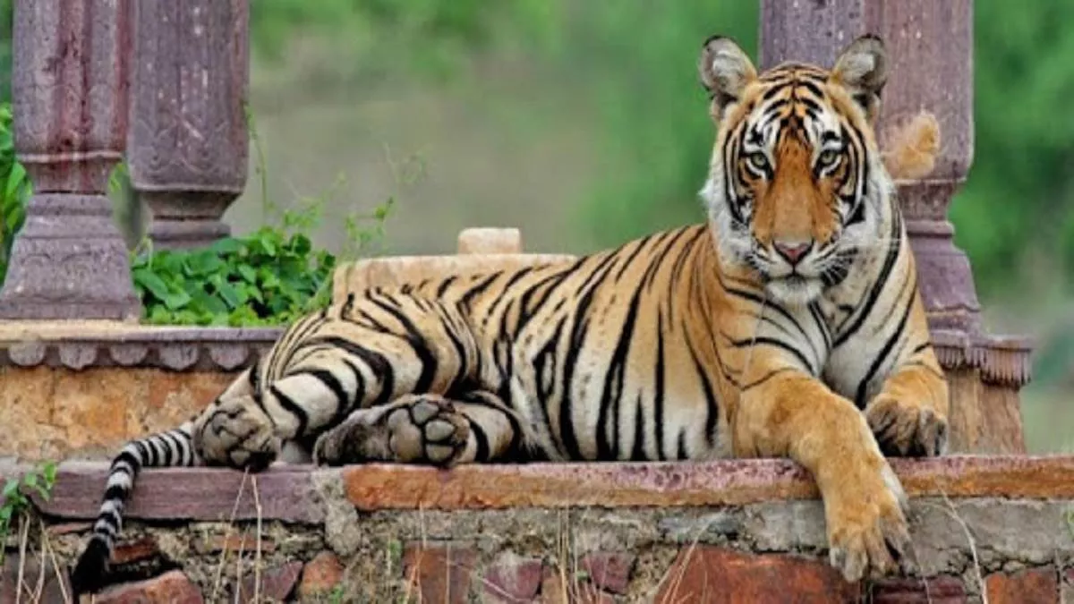 Utttarakhand: जंगल के राजा को काबू कर रही अमेरिकन ट्रैंकुलाइजर गन, विभाग के लिए बाघ पकड़ना आसान