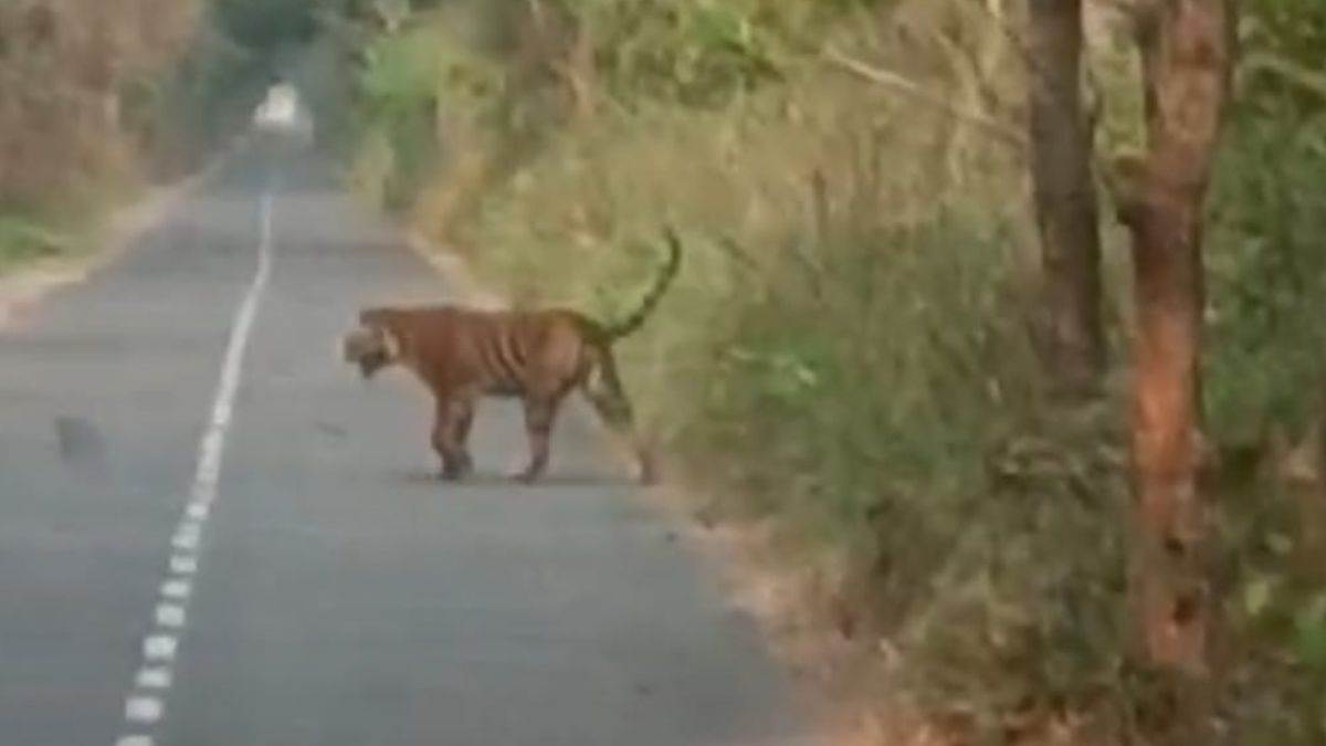 tiger infront of school bus panic in children