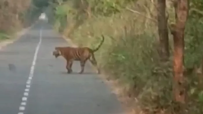 Pilibhit News: स्कूल बस के सामने आया बाघ, मची खलबली