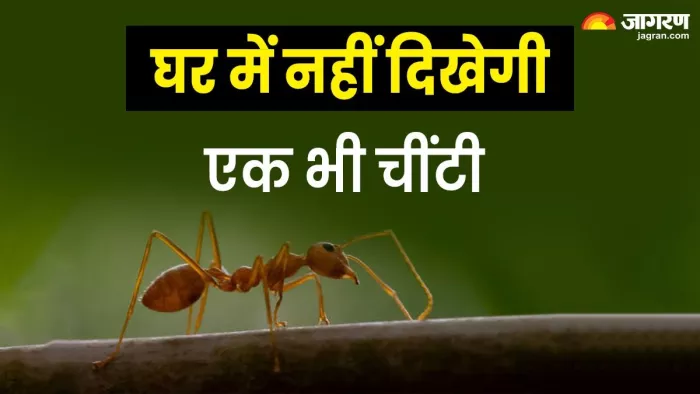 गर्मियों में चींटियों काे भगाने का असरदार तरीका।