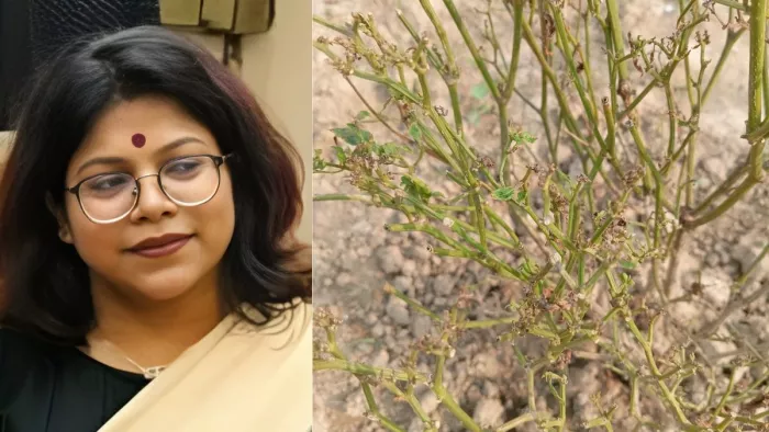 पौधों को जीवाणुओं से बचाएगा अरंडी की पत्ती का अर्क, गोरखपुर यूनिवर्सिटी की सहायक आचार्य को मिली सफलता