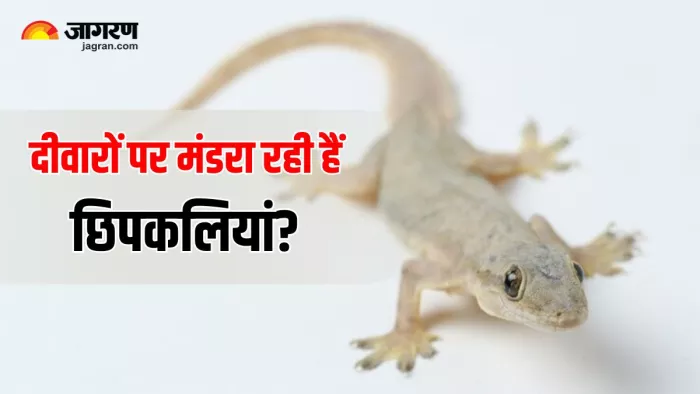 Natural Lizard Spray: इस घरेलू स्प्रे से दिखाएं छिपकलियों को बाहर का रास्ता (Image Source: Freepik)