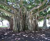 आइए जानते हैं बरगद के पेड़ के फायदे..