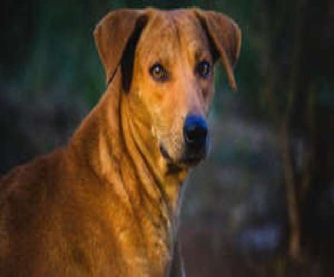 https://www.jagranimages.com/images/newimg/04062021/04_06_2021-dog_brutality_21706208.jpg