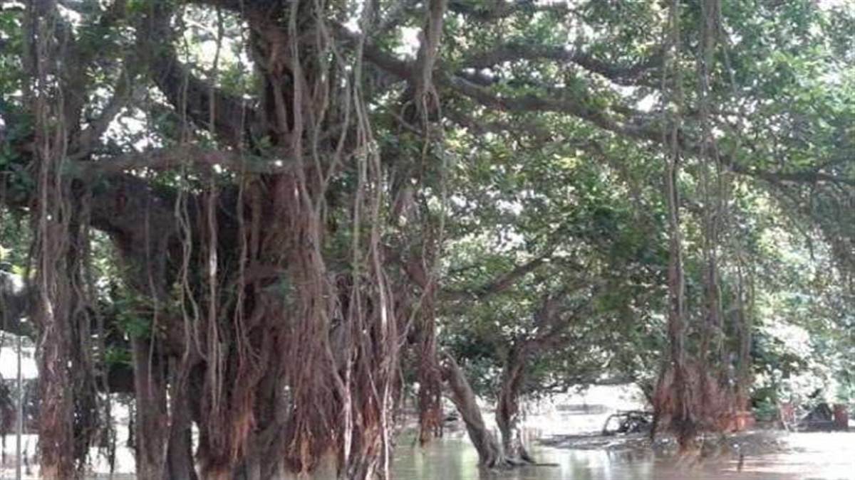 world environment day 2022 read about benefits of banyan tree for human life