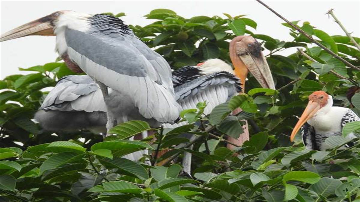 What is Biodiversity Index | जैव विविधता के नापने का क्या है पैमाना। फाइल फोटो।
