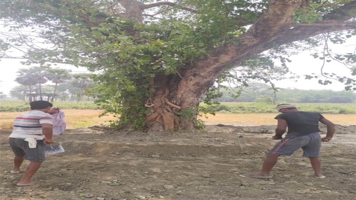 उम्र का शतक लगा चुके पेड़ों को पेंशन।