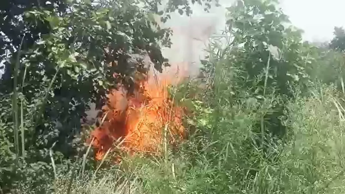 Agra Fire News: कीठम के जंगल में फिर भड़की आग, जंगली शूकर मरा मिला, कई पेड़-पौधे जलकर हुए राख