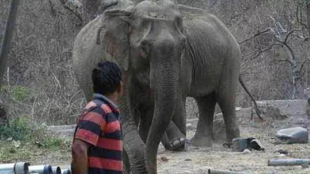 army prepares ecosystem to prevent human elephant conflict in amchang wildlife sanctuary