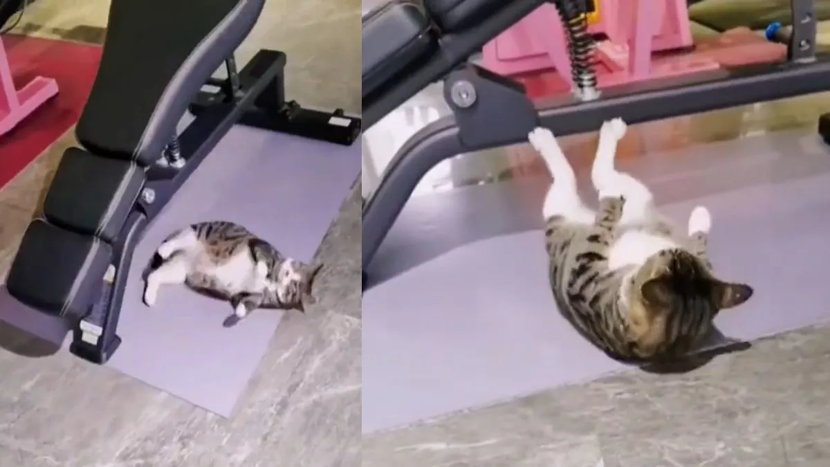 Viral Video : बिल्ली ने किया मॉर्निंग वर्कआउट, वीडियो देख नहीं रोक पाएंगे अपनी हंसी