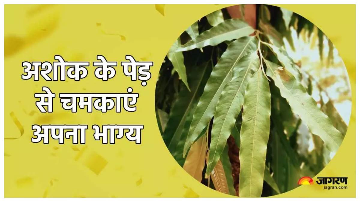 Vastu Tips रोजाना चढ़ाएंं अशोक के पेड़ में जल, गृह कलेश होगा दूर
