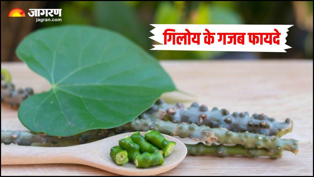 https://www.jagranimages.com/images/newimg/04062024/04_06_2024-benefits_of_giloy_23732287.jpg