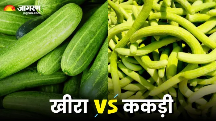खीरा vs ककड़ी : सेहत के लिए क्या है ज्यादा बेस्ट? (Image Source: Instagram)