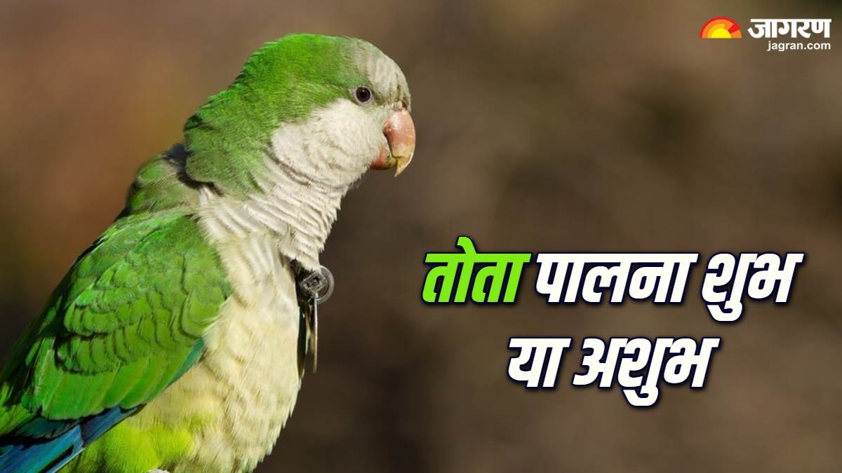 https://www.jagranimages.com/images/newimg/04062024/04_06_2024-parrot_vastu_tips_1_23731843.jpg