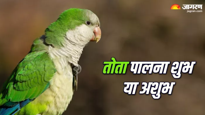 Parrot Vastu Tips घर में तोता पालना शुभ या अशुभ? (Picture Credit: Freepik)