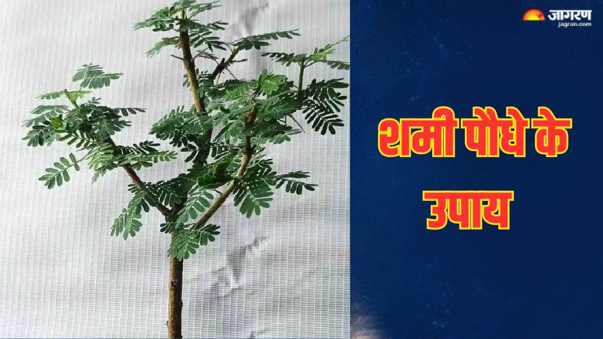 https://www.jagranimages.com/images/newimg/04062024/04_06_2024-shami_plant_23731203.jpg