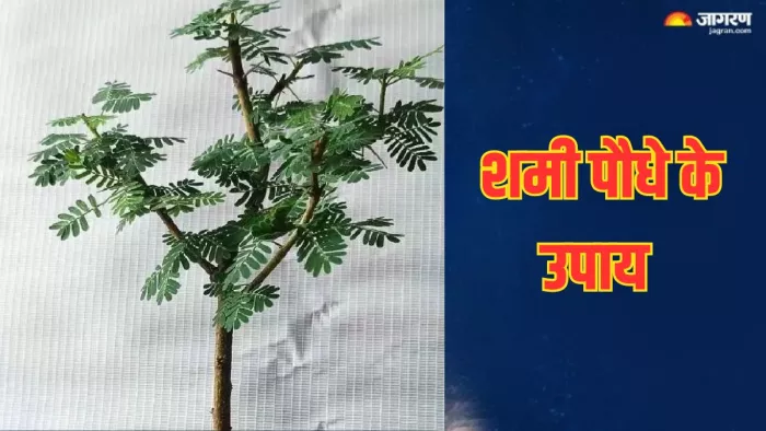 Shami Plant Upay: करियर और कारोबार में सफलता दिलाएगा शमी का पौधा, जरूर करें ये चमत्कारी उपाय