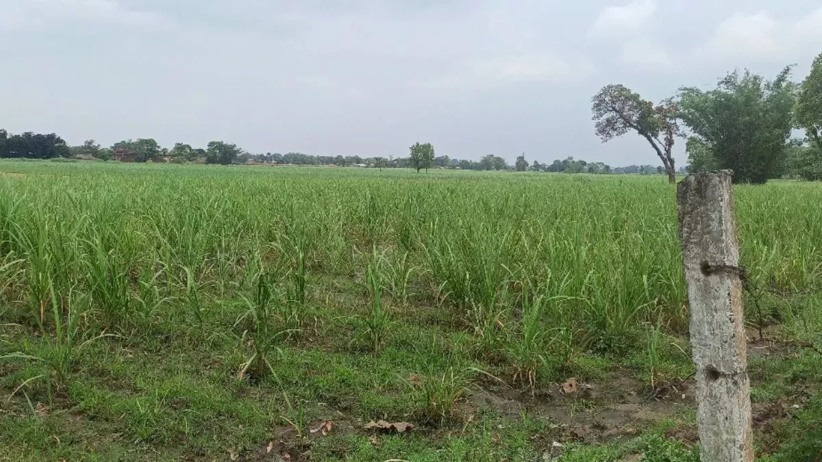Bihar Rain News: मई में औसत से ज्यादा वर्षा, फिर भी किसानों के लिए सामने आई निराश करने वाली खबर!