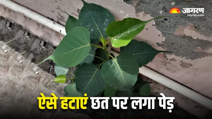 ऐसे हटाएं घर की छत पर लगा पीपल या बरगद का पेड़ (Image Source: Freepik)