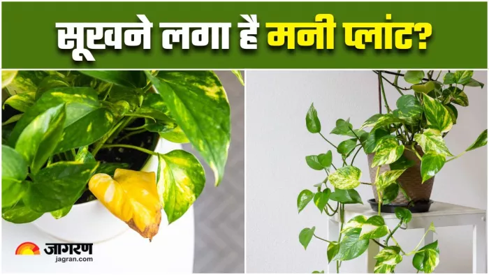 गर्मियों में इन 5 टिप्स से करें Money Plant की देखभाल (Image Source: Freepik)