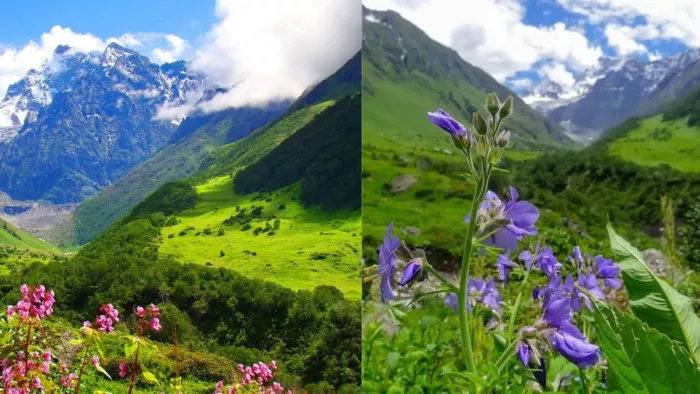 स्वर्ग से कम नहीं है Valley of Flowers! यहां पढ़ें पहुंचने का रास्ता (Picture Courtesy: Freepik)