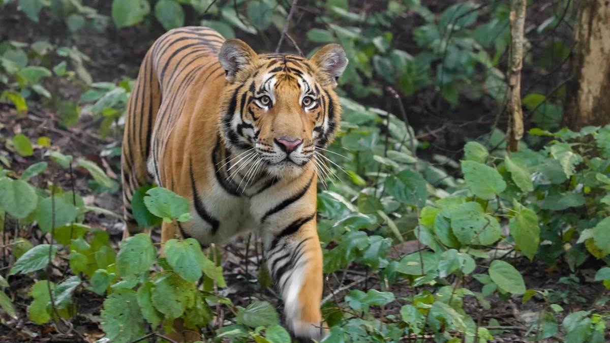 https://www.jagranimages.com/images/newimg/04062025/04_06_2025-wildlife_tiger_lion_23956001.jpg