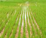 Bihar Agriculture News Update: किसानों को खेती के टिप्स देंगे विदेशी, उत्पादन में टॉप पर होगा बिहार