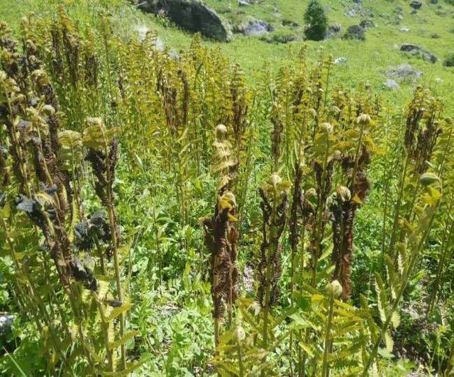 उत्तराखंड में इन 'घुसपैठियों' के खतरे से सहमे जंगल, जैवविविधता के लिए है खतरनाक