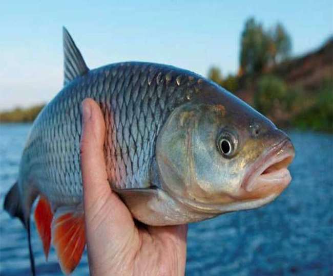Fish Farming: अब अनुपयोगी पोखरिया खदानों से कोयले के बदले निकलेंगी