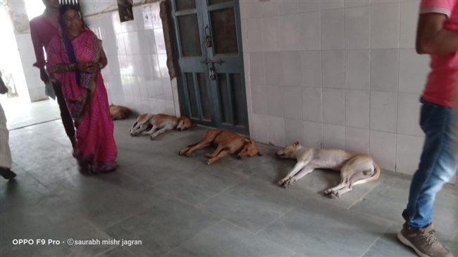 देवरिया मेडिकल कालेज में कुत्तों का आतंक, बढ़ी लोगों की परेशानी