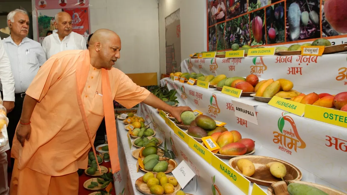 Lucknow Mango Festival: लखनऊ में स्वाद और रंगत का मेला, जहां हर आम है खास