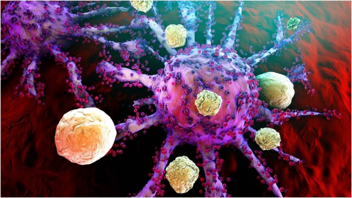 टी-कोशिकाएं शरीर में दोस्त और दुश्मन के बीच बताती हैं अंतर