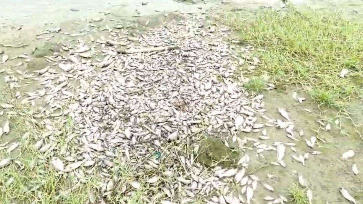 Delhi News: बुराड़ी में यमुना नदी किनारे मृत अवस्था में मिली हजारों मछलियां, दुर्गंध से ग्रामीण परेशान