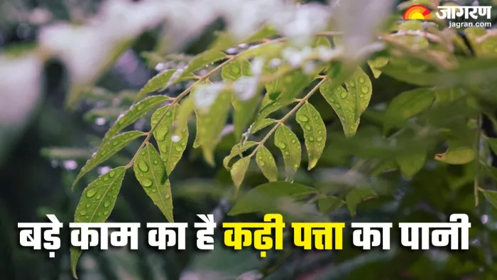 कढ़ी पत्ता का पानी पीने के फायदे (Picture Credit- Pexels)
