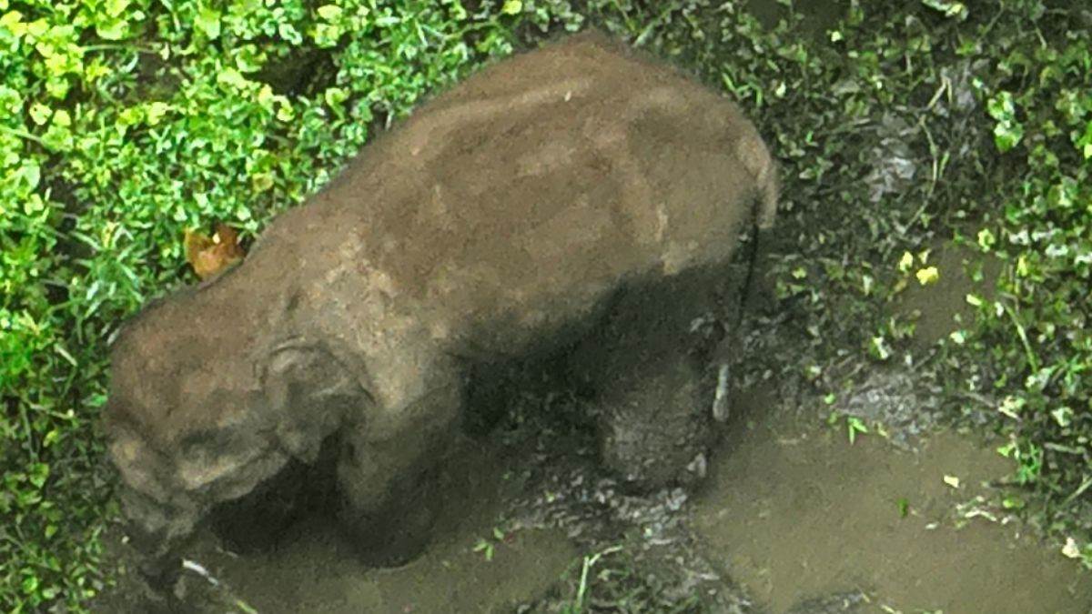 rescuing injured elephant calf paschimi singhbhoom news