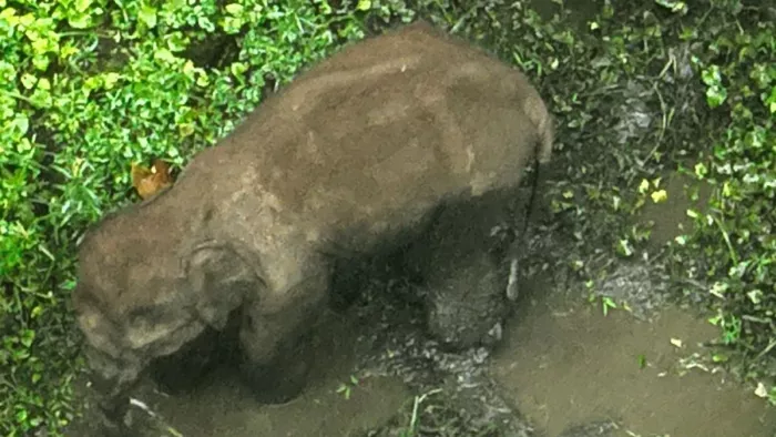 भटक रहा हाथी का घायल बच्चा। (जागरण)