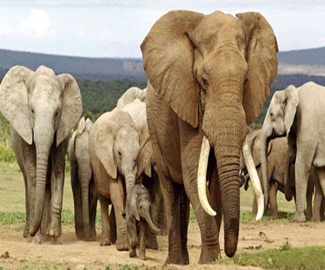 छत्तीसगढ़ के जंगलों में हाथियों की सेवा के लिए धान खरीदने के फैसले को भाजपा ने बताया 'भ्रष्टाचार' की योजना