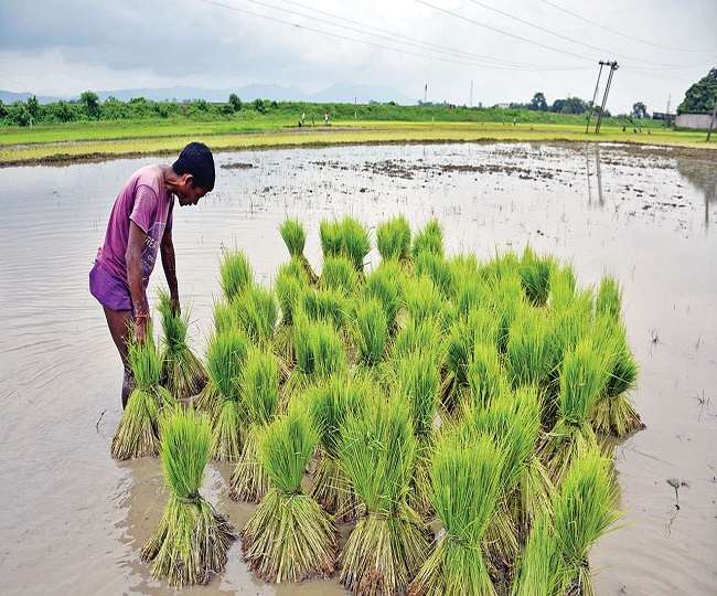 Atmanirbhar Bharat Yojana में PM Kisan के मेंबर को सरकार किसान क्रेडिट कार्ड (KCC) बनाकर भी दे रही है। (Pti)