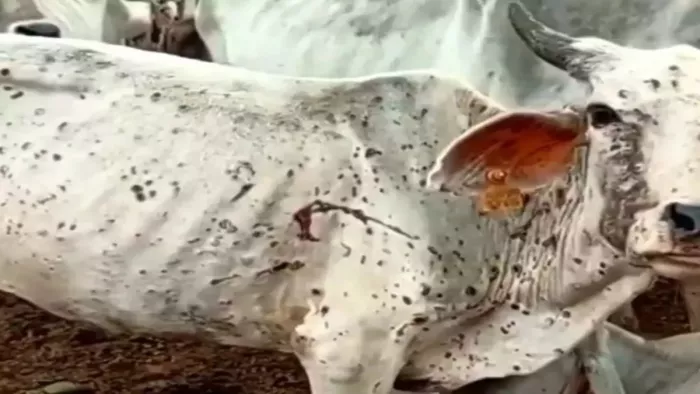 Lumpy Skin Disease: डा. गेरा बीते 18 साल से गो-संवर्धन पर काम कर रहे हैं।