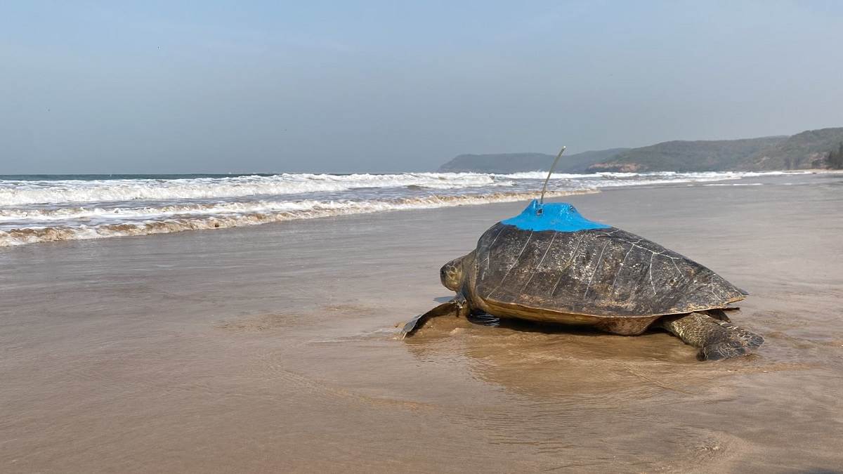 real time monitoring of olive ridley turtle what is satellite tagging project