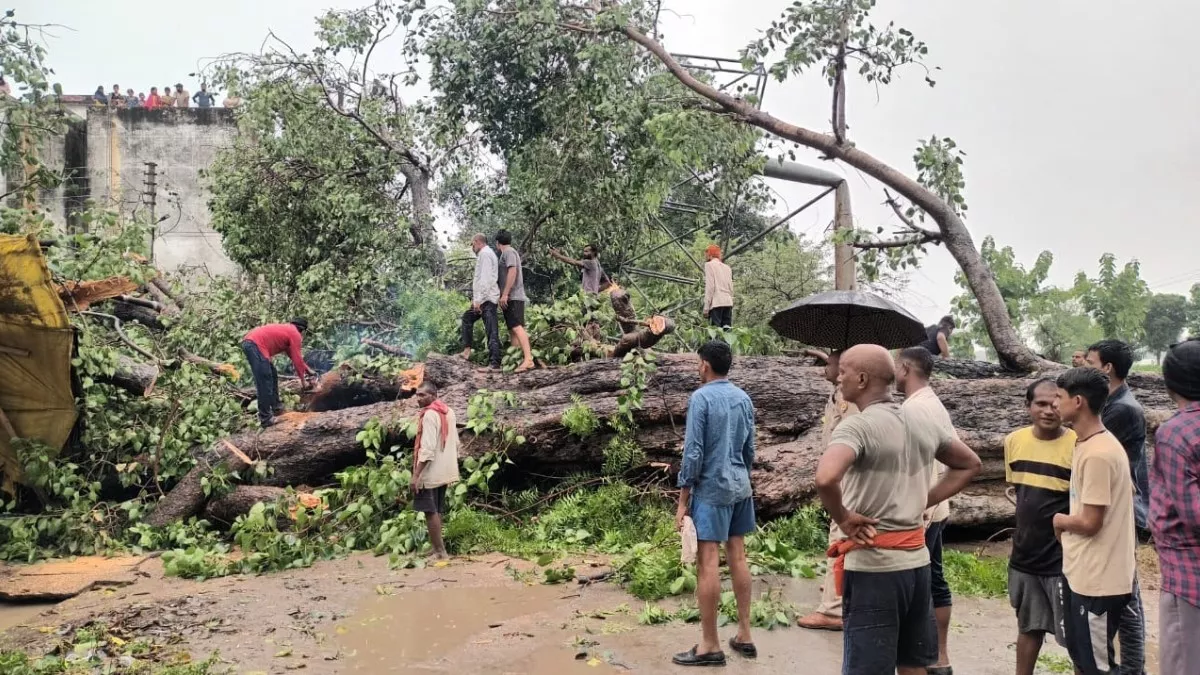 मीरजापुर के चुनार में बारिश और बाढ़ से सड़क पर गिरा पीपल, युवक गंभीर रूप से घायल