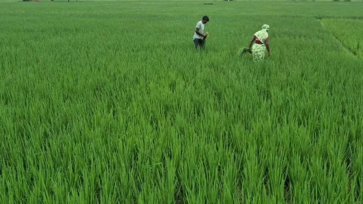 Balrampur News: नेपाल ने छोड़ा 68 हजार क्यूसेक पानी, बढ़ने लगा राप्ती नदी का जलस्तर; धान और गन्ने की फसल को मिला लाभ
