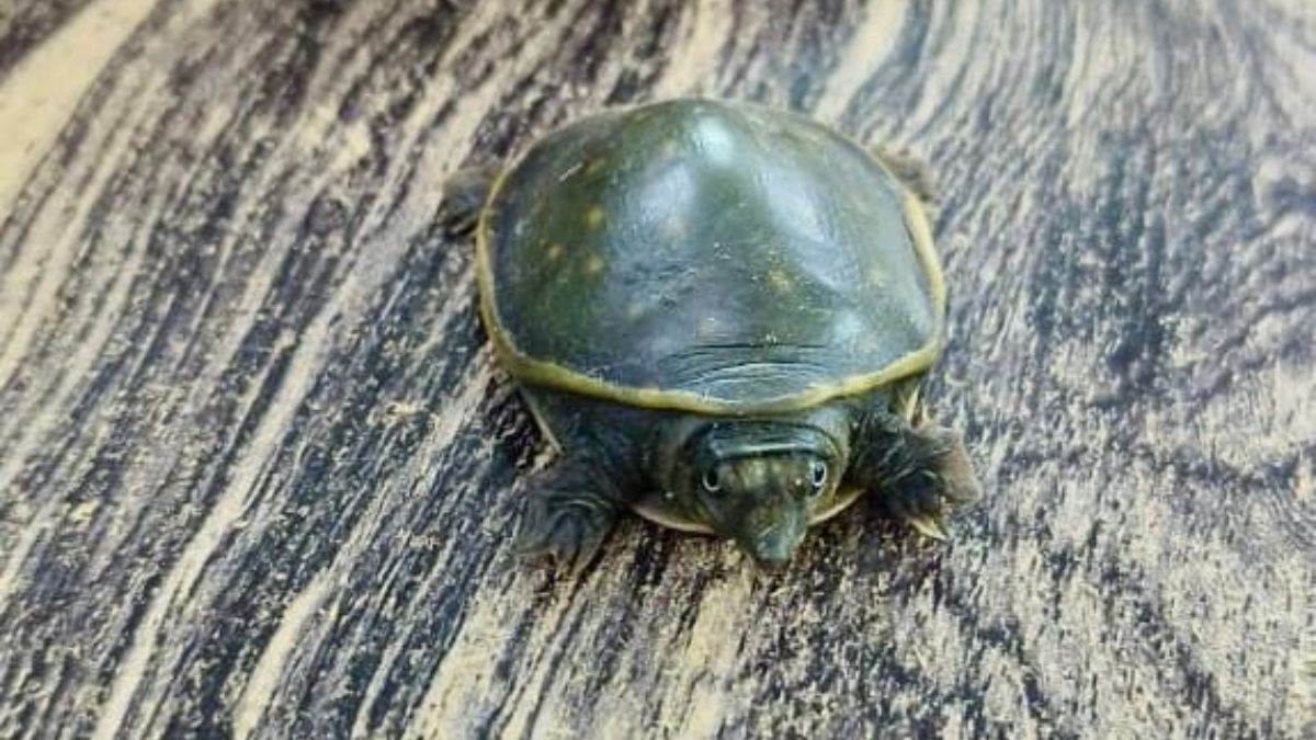 https://www.jagranimages.com/images/newimg/04082025/04_08_2025-flapshell_turtle_24003751.jpg