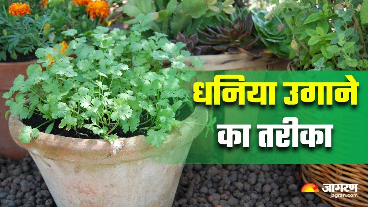 https://www.jagranimages.com/images/newimg/04082025/04_08_2025-how_to_grow_coriander_at_home_24003139.jpg