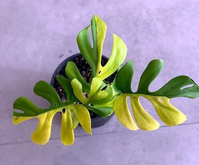 चार लाख में बिका चार पत्तियों वाला ये दुर्लभ पौधा, जानें- इसकी खासियत -  four leaves indoor plant sells 4 lakh rupees in new zealand jagran special