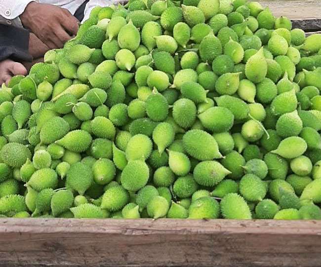 कितने भी जहरीले सांप ने काटा हो सिर्फ 10 मिनट में विष को खत्म कर देता है ये पौधा