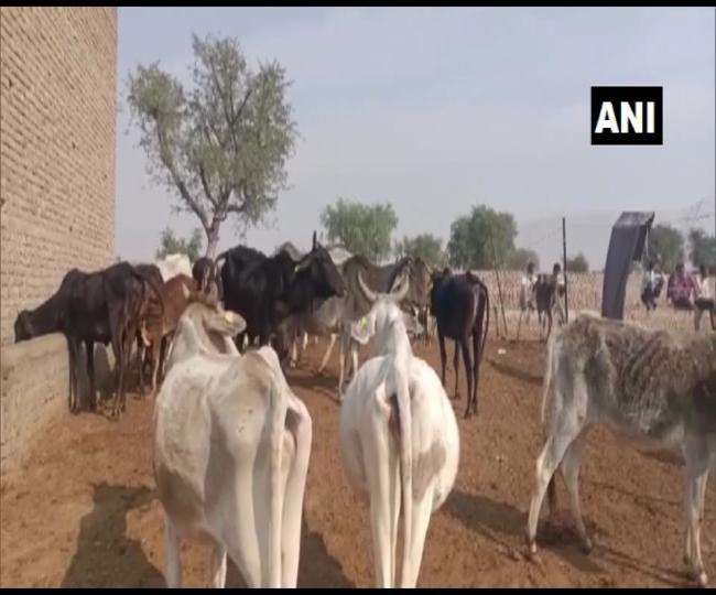 इलाके में सड़क पर घूमती बेसहारा गाय।