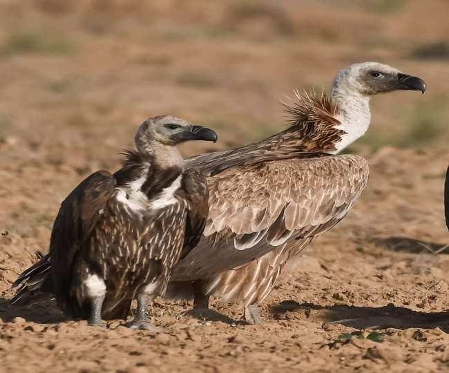 international vulture awareness day vultures becoming extinct due to chemical use of natural cleaners